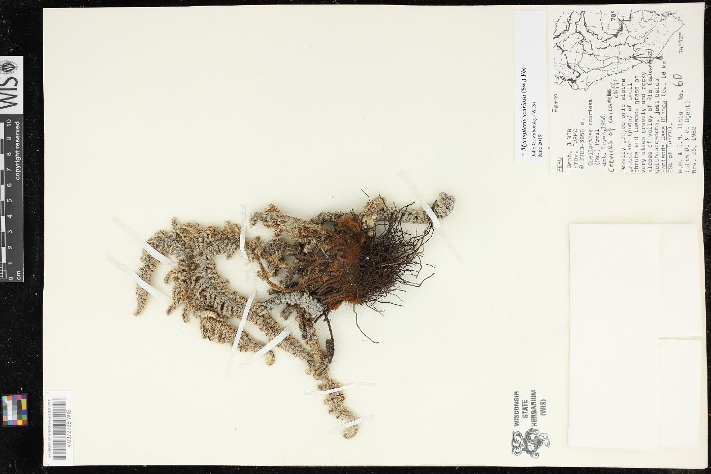 Myriopteris scariosa image