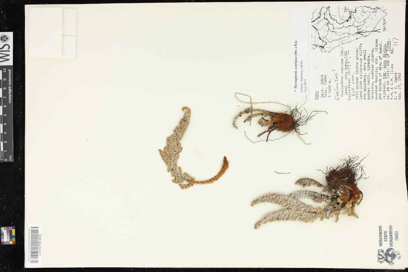 Myriopteris scariosa image