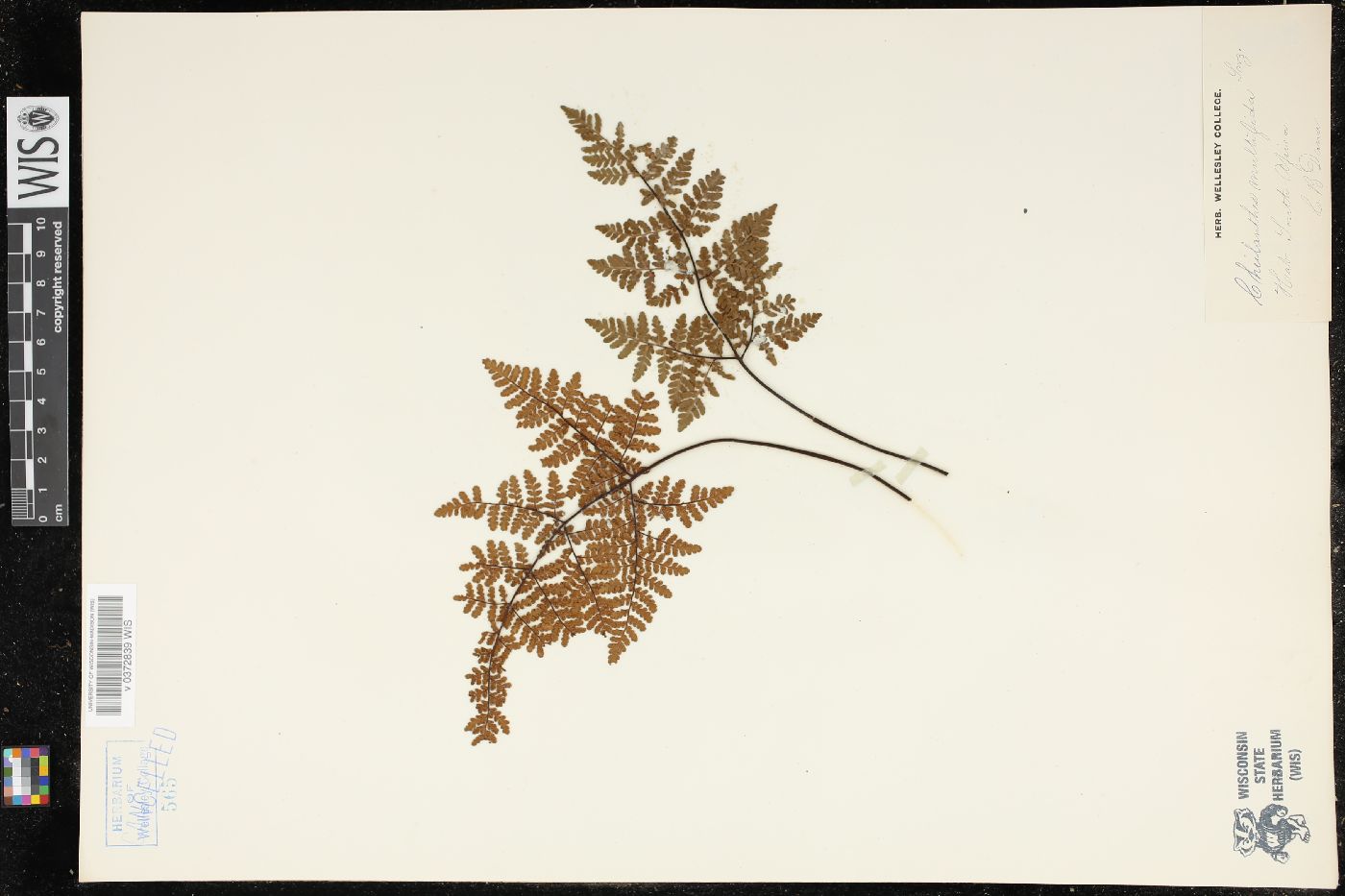 Cheilanthes multifida image