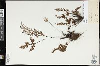 Cheilanthes tenuifolia image