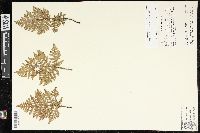 Cheiloplecton rigidum image