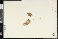 Cryptogramma acrostichoides image