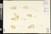 Cryptogramma stelleri image