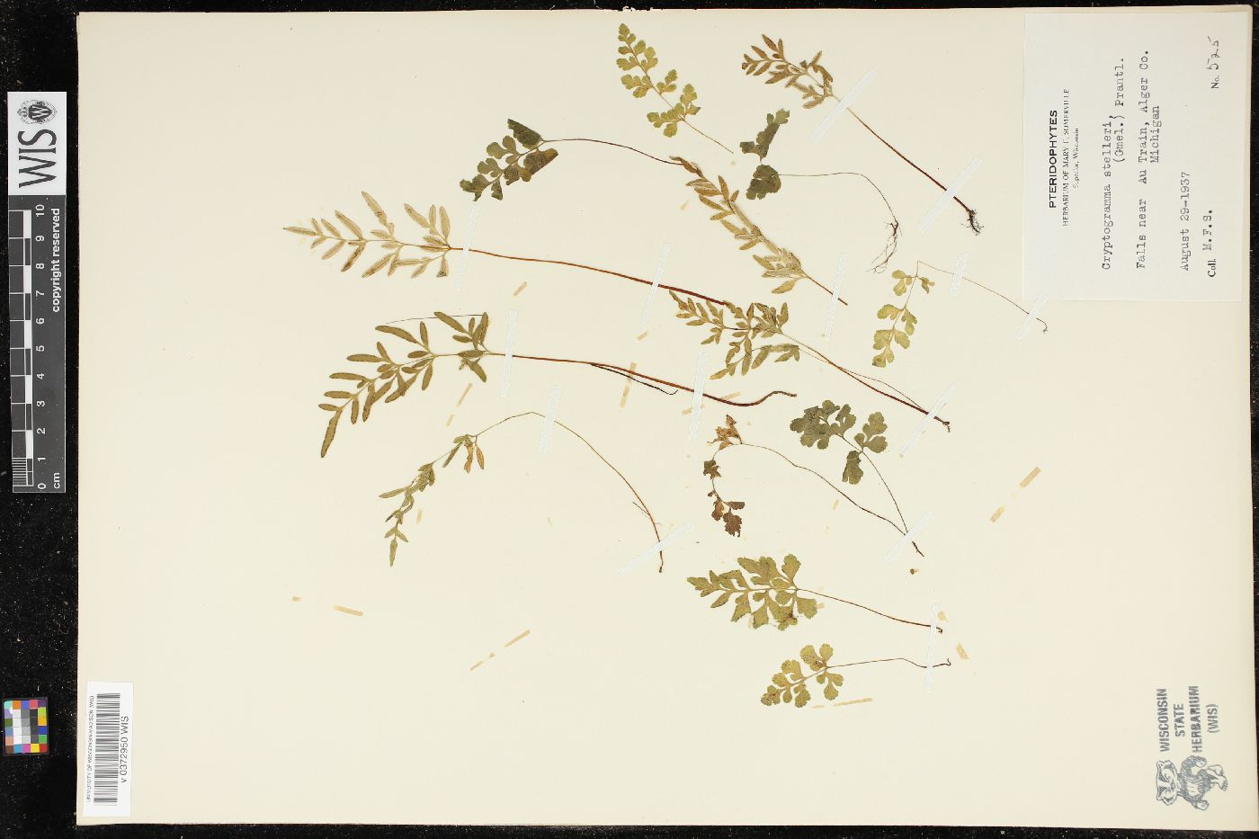 Cryptogramma stelleri image