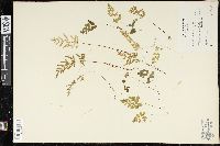 Cryptogramma stelleri image