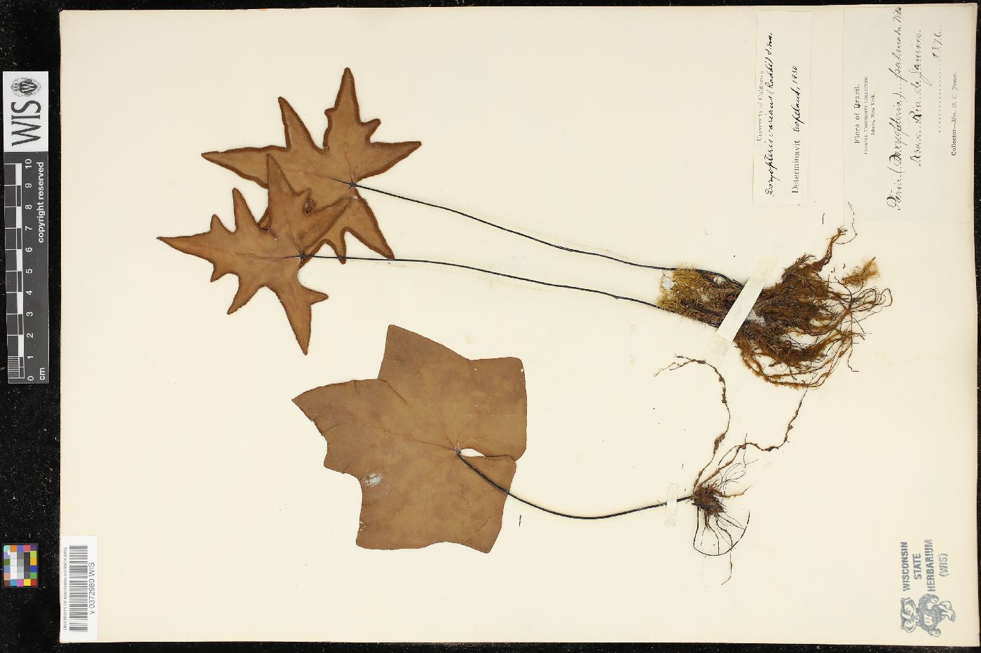 Doryopteris varians image