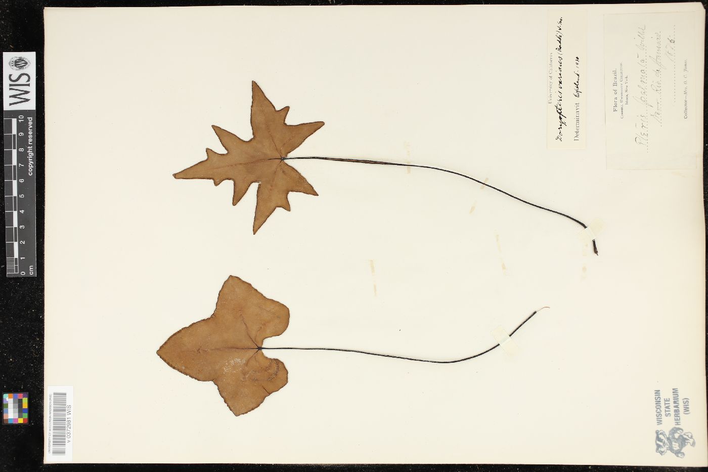 Doryopteris varians image