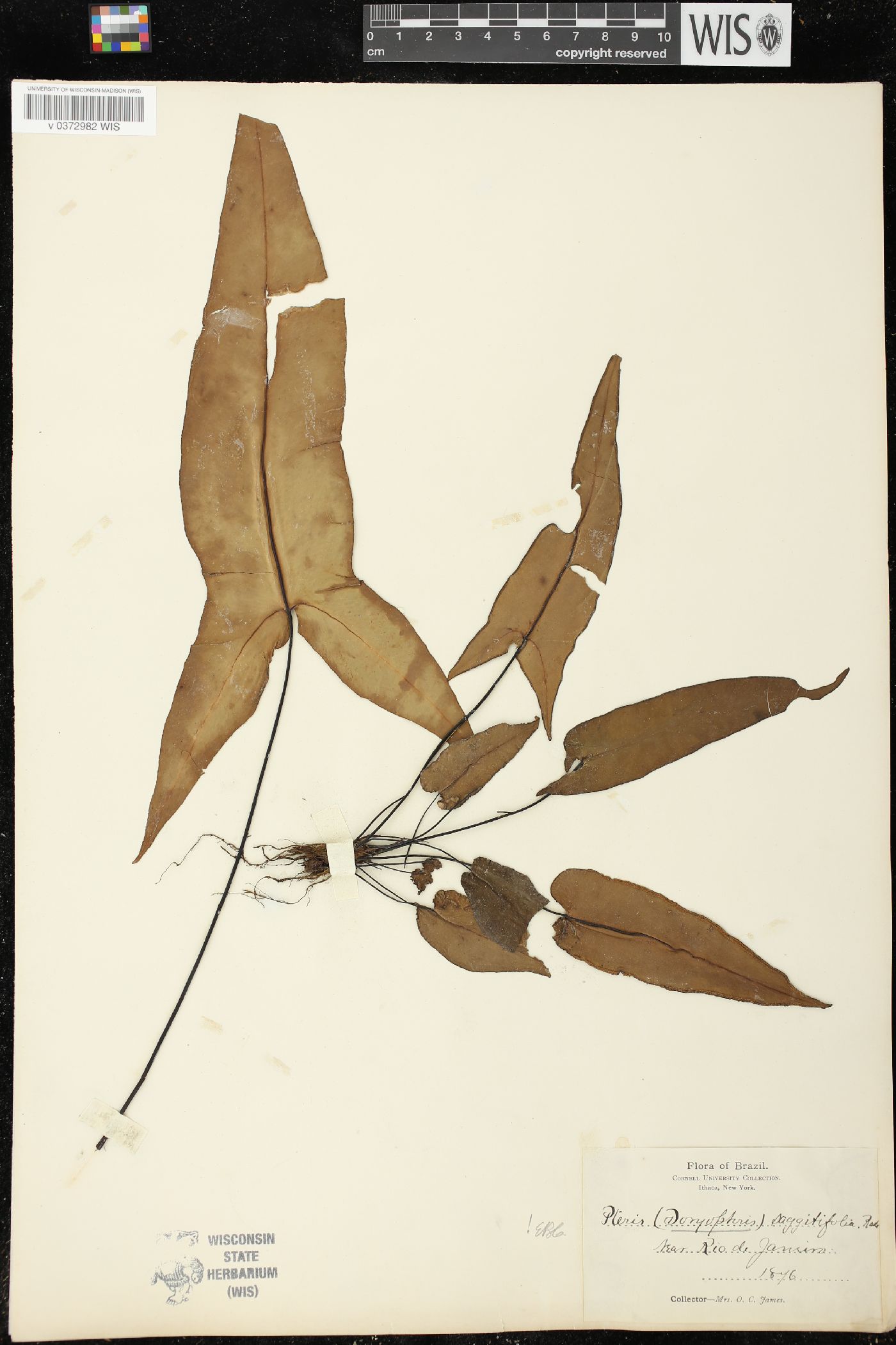 Doryopteris sagittifolia image