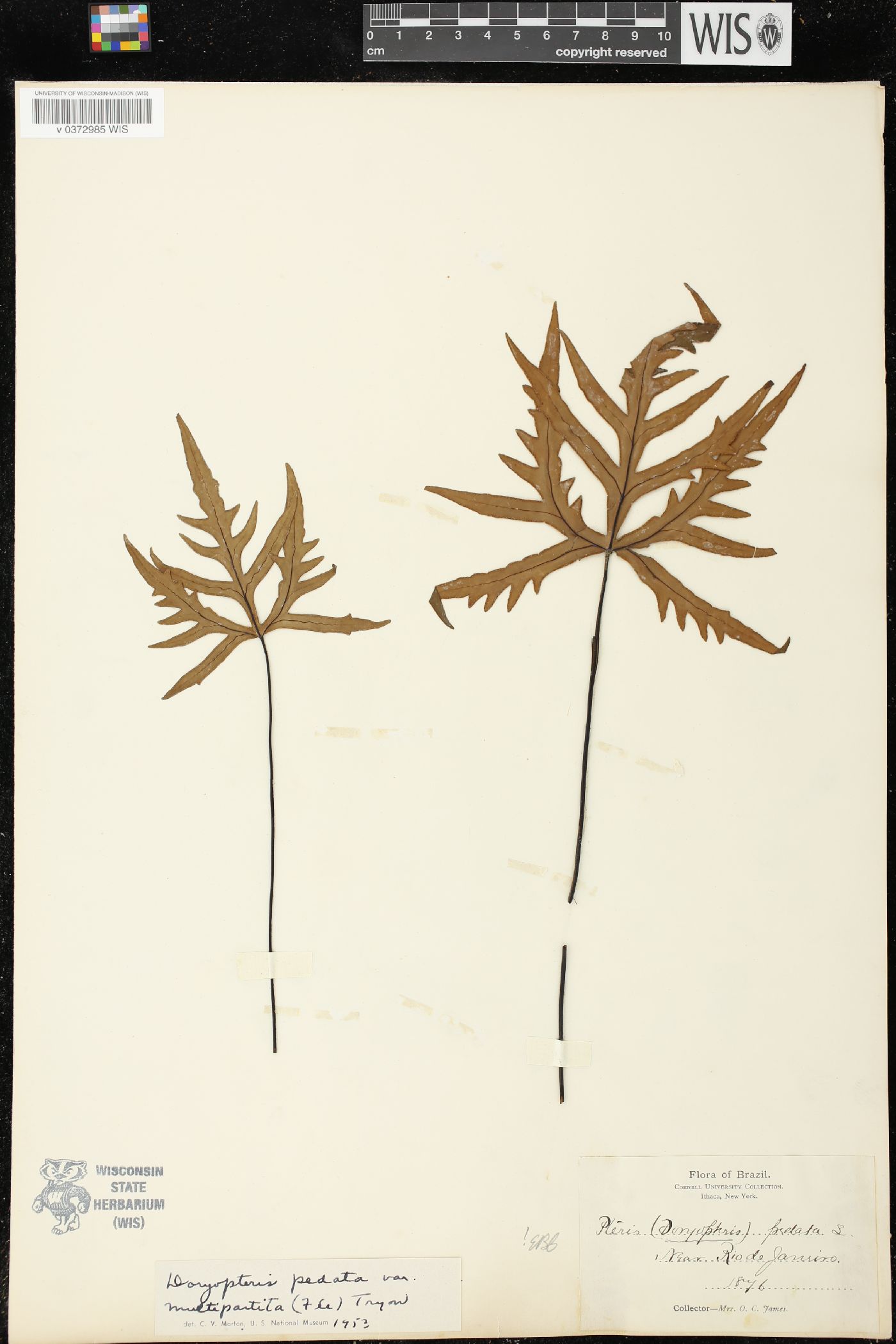 Doryopteris raddiana image