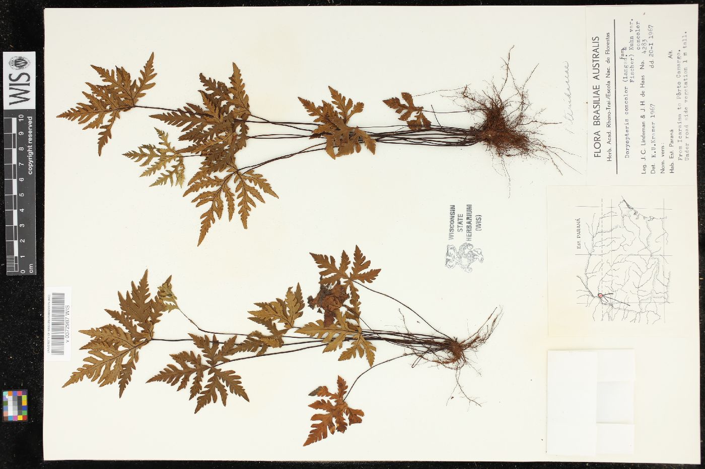 Doryopteris concolor image
