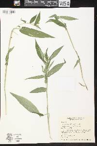 Dichanthelium latifolium image