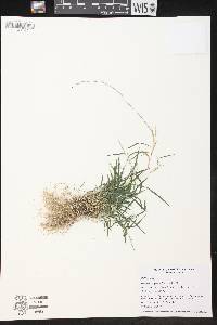 Muhlenbergia schreberi image