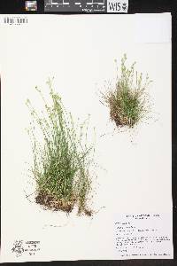 Carex eburnea image