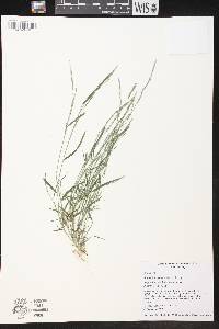 Muhlenbergia schreberi image