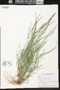 Muhlenbergia schreberi image