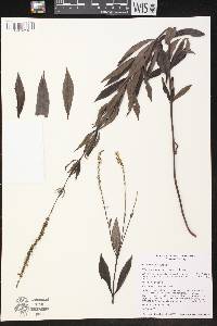 Veronicastrum virginicum image