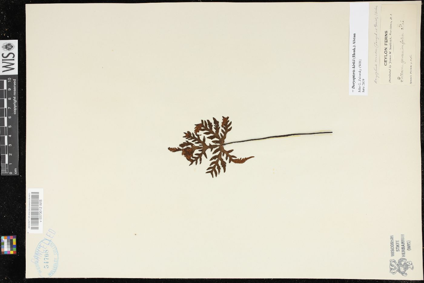 Doryopteris kirkii image
