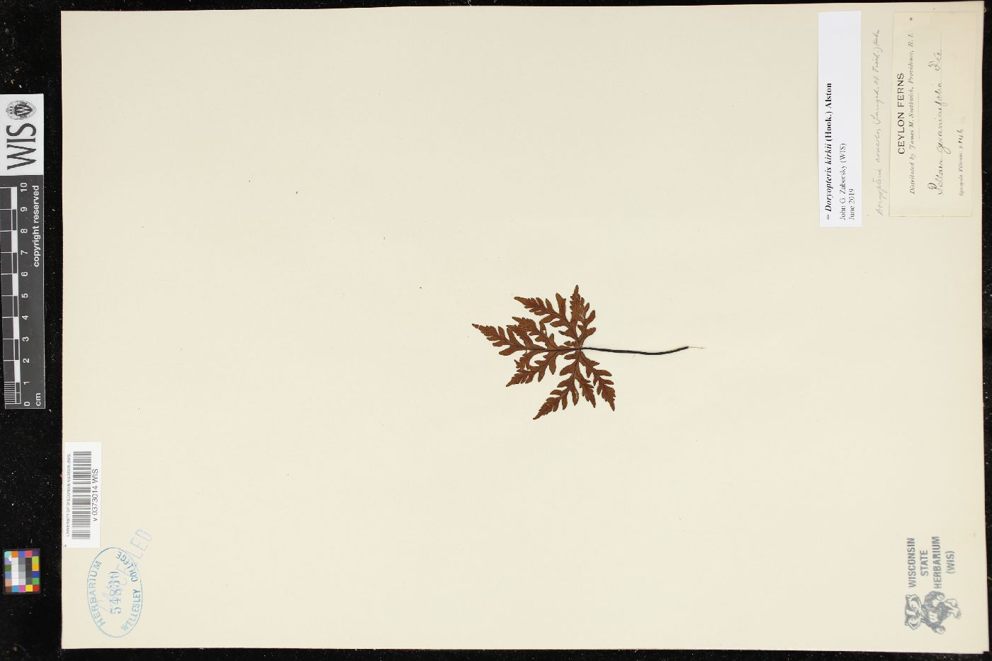 Doryopteris kirkii image