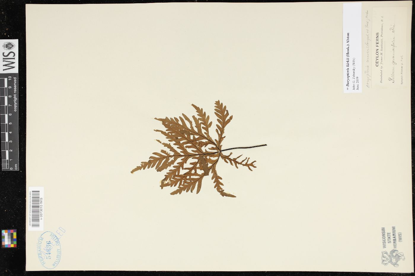 Doryopteris kirkii image