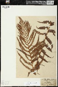 Dryopteris filix-mas image