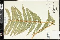 Dryopteris filix-mas image