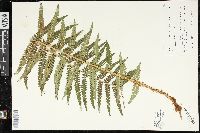 Dryopteris filix-mas image