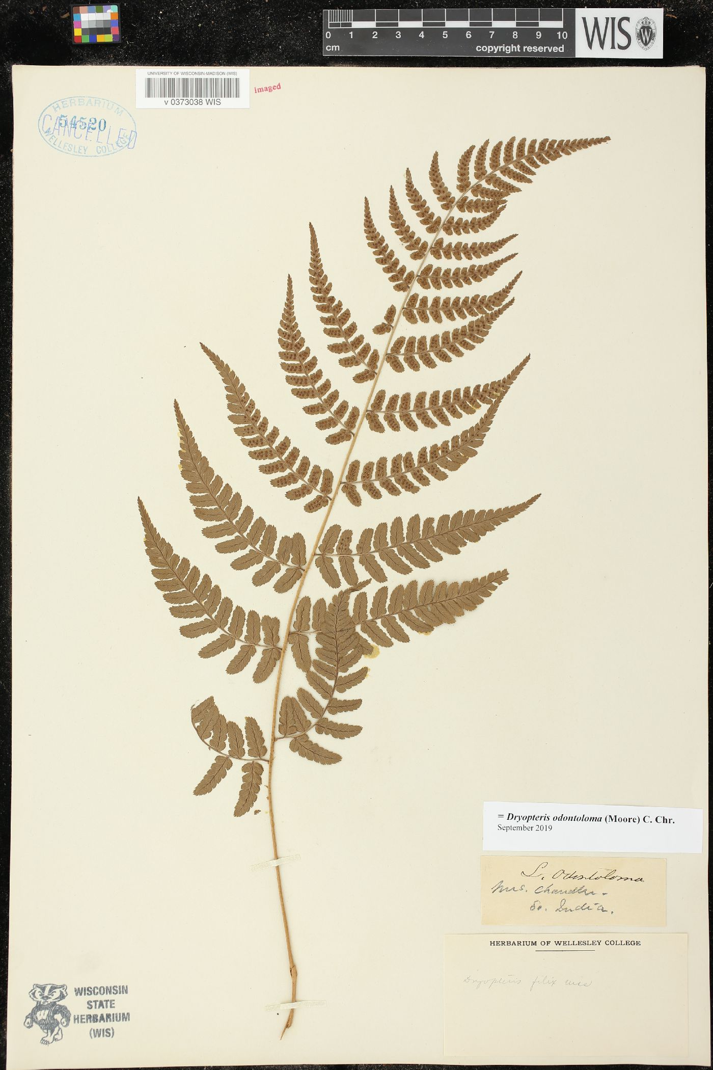 Dryopteris odontoloma image