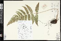 Dryopteris fuscipes image