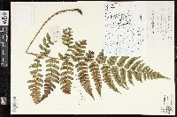 Dryopteris fuscipes image