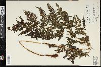 Dryopteris glabra image