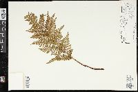 Dryopteris glabra image