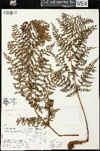 Dryopteris glabra image