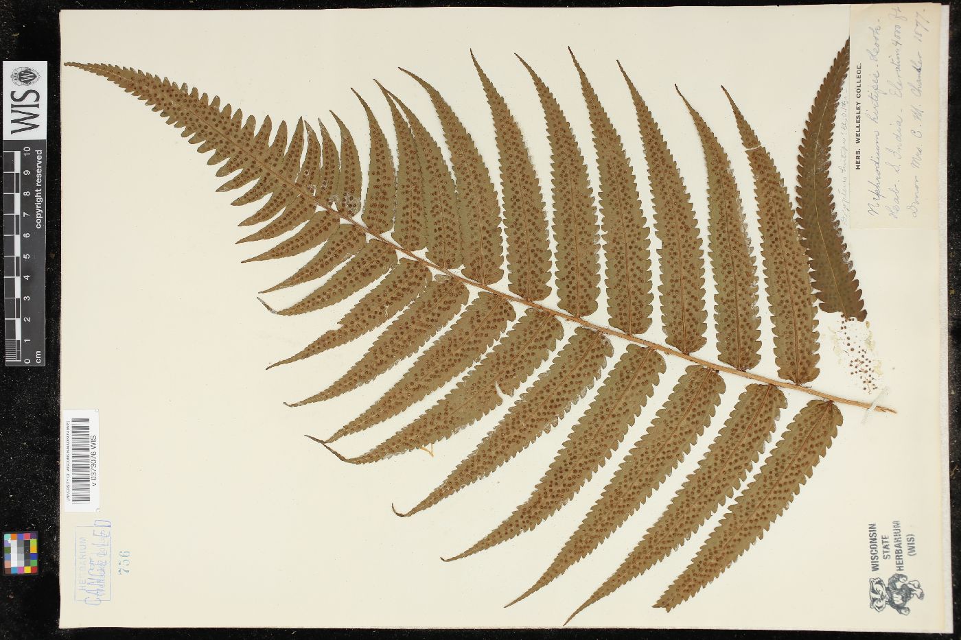 Dryopteris hirtipes image