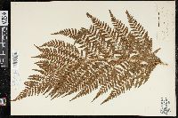 Dryopteris inaequalis image