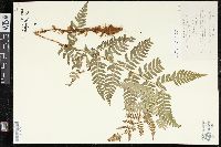 Dryopteris lacera image