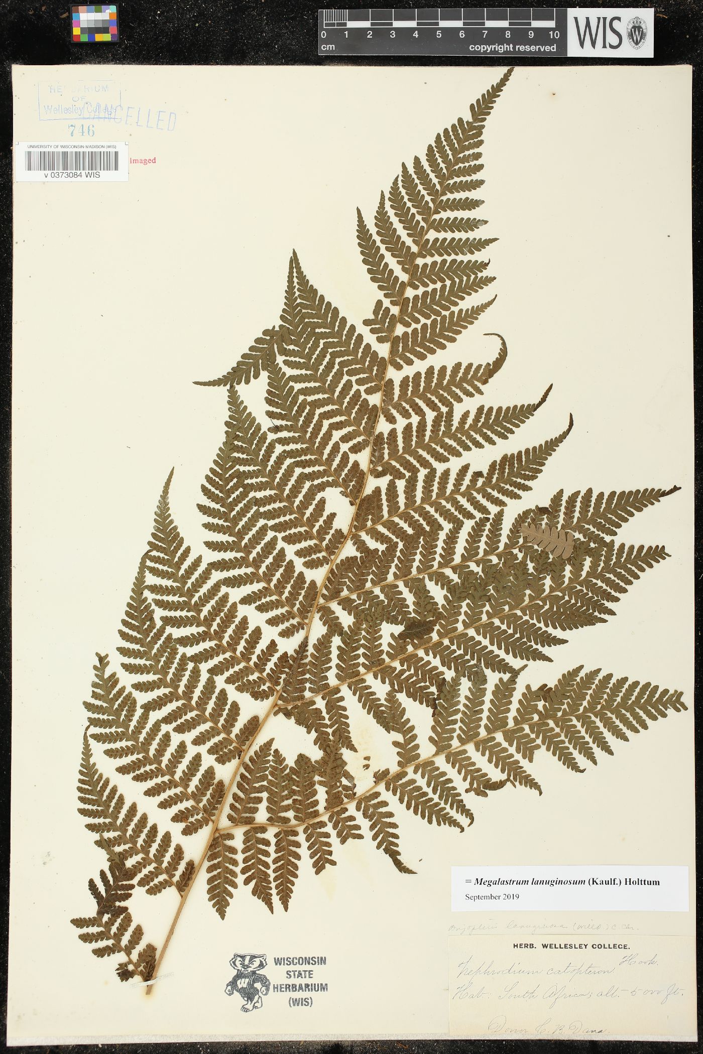 Megalastrum lanuginosum image