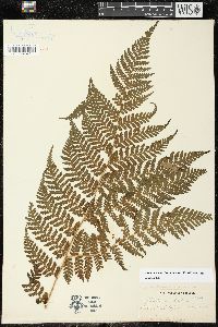 Megalastrum lanuginosum image