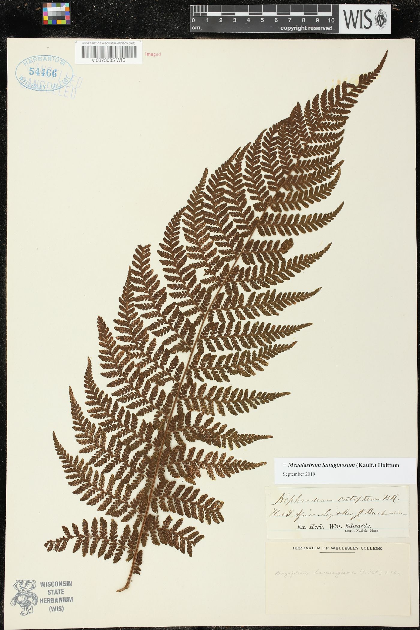 Megalastrum lanuginosum image