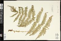 Dryopteris monticola image