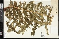 Dryopteris monticola image