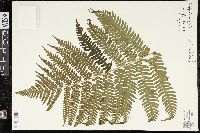 Dryopteris monticola image