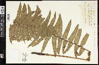 Dryopteris namegatae image