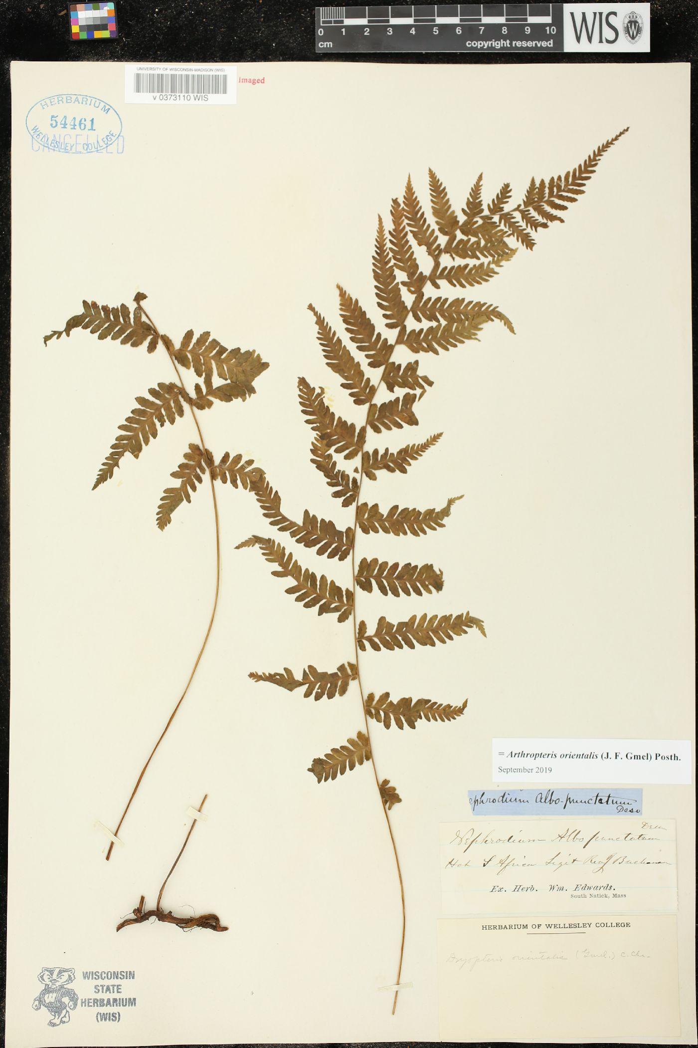 Arthropteris orientalis image