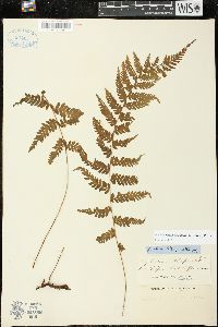 Arthropteris orientalis image