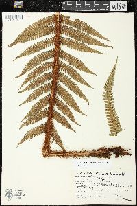 Dryopteris wallichiana image