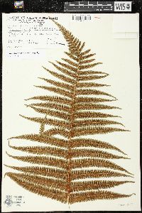 Dryopteris wallichiana image