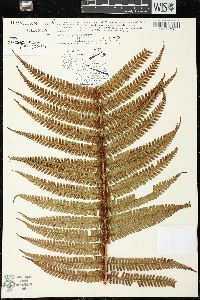 Dryopteris wallichiana image