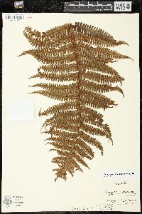 Dryopteris wallichiana image