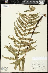 Dryopteris fuscoatra image