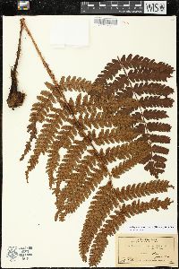 Dryopteris fuscoatra image